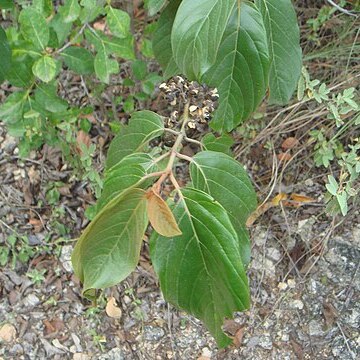 Colubrina arborescens unspecified picture