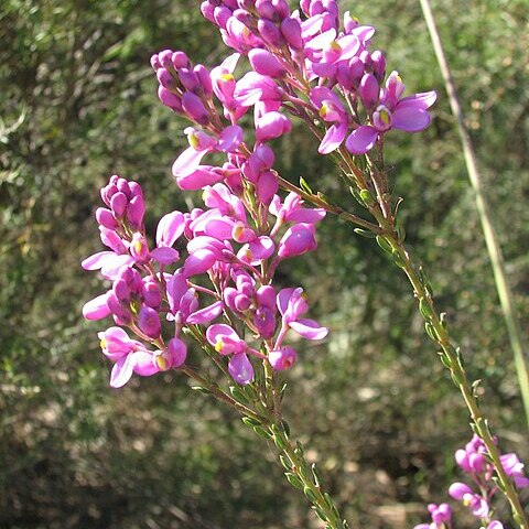 Comesperma unspecified picture