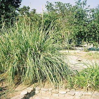 Zea perennis unspecified picture