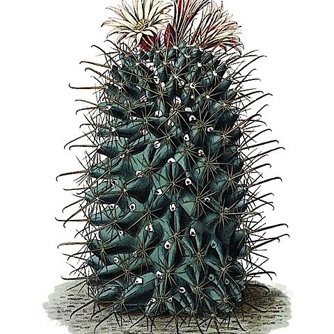 Coryphantha clavata unspecified picture