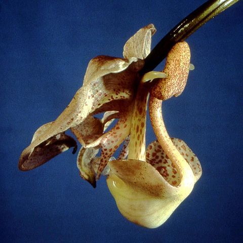 Coryanthes macrocorys unspecified picture