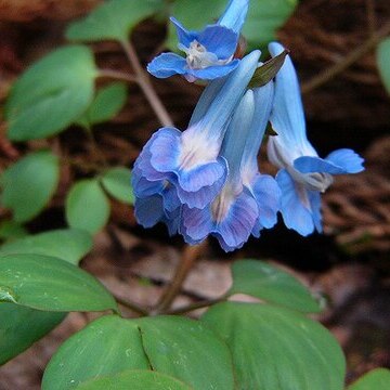 Corydalis ambigua unspecified picture