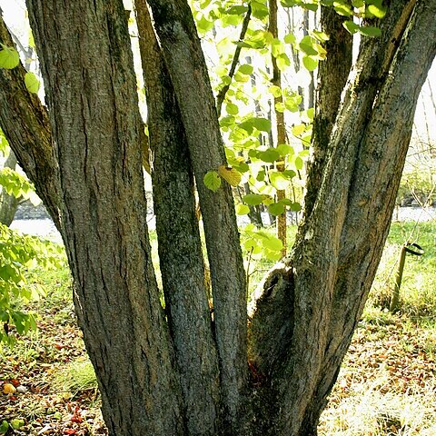 Corylus chinensis unspecified picture