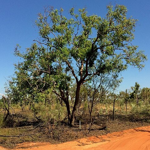 Corymbia polycarpa unspecified picture