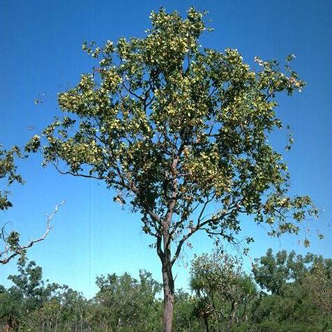 Corymbia ferruginea unspecified picture