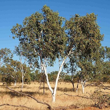 Corymbia flavescens unspecified picture