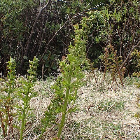 Coriaria pteridoides unspecified picture