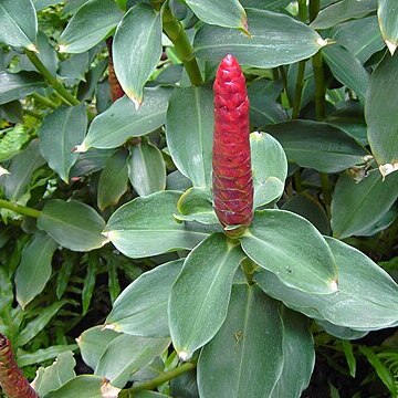 Costus pulverulentus unspecified picture