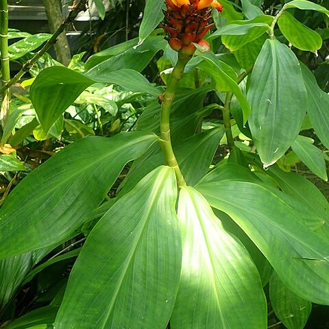 Costus productus unspecified picture