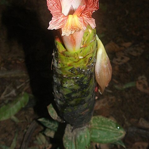 Costus amazonicus unspecified picture
