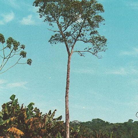 Cordia trichotoma unspecified picture