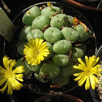 Conophytum meyeri unspecified picture