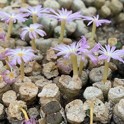 Conophytum velutinum unspecified picture