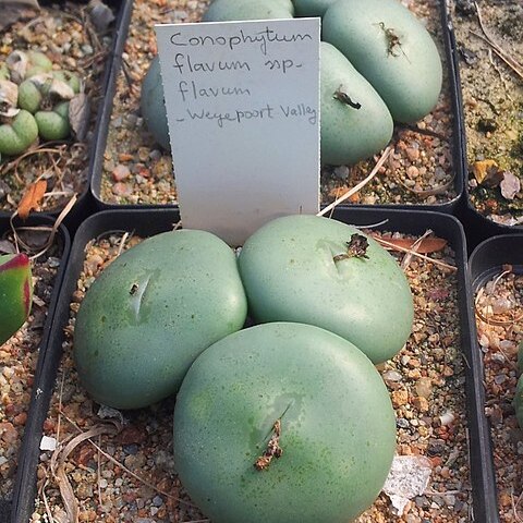 Conophytum flavum unspecified picture