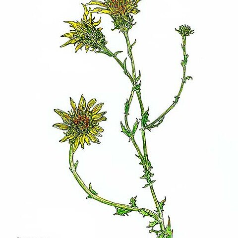 Adenophyllum unspecified picture