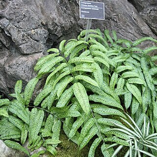 Coniogramme emeiensis unspecified picture