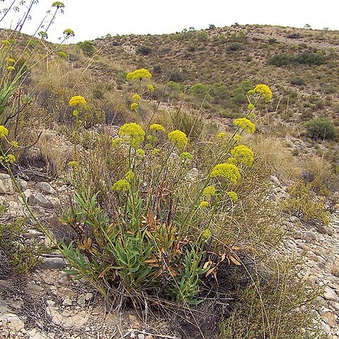 Bupleurum gibraltaricum unspecified picture