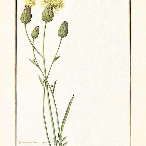 Rhaponticoides africana unspecified picture