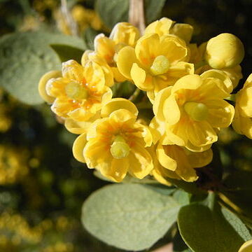 Berberidaceae unspecified picture