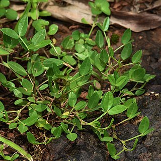 Zornia diphylla unspecified picture