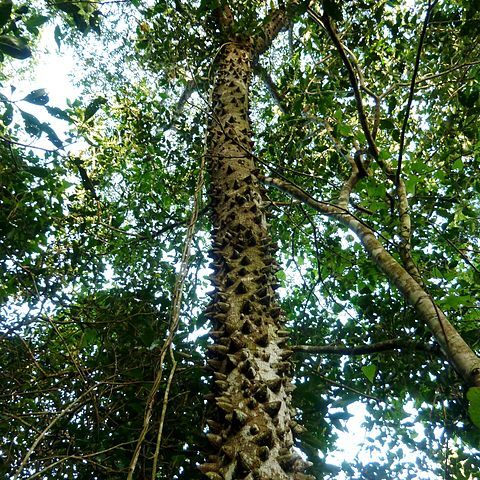 Zanthoxylum davyi unspecified picture
