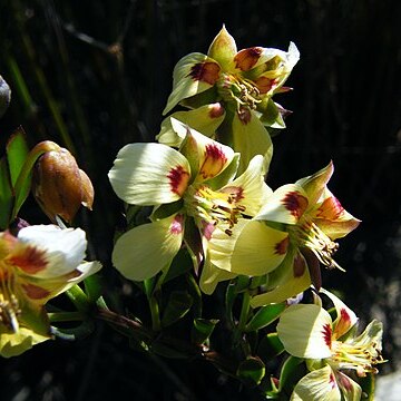 Roepera flexuosa unspecified picture