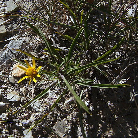 Jasonia unspecified picture