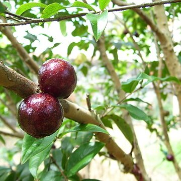 Plinia unspecified picture