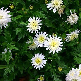 Aster mongolicus unspecified picture