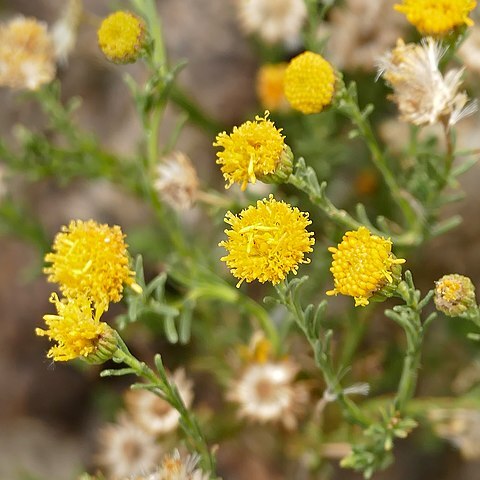 Pentzia unspecified picture