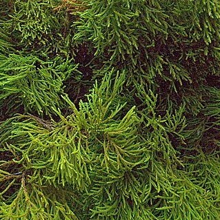 Dacrydium unspecified picture