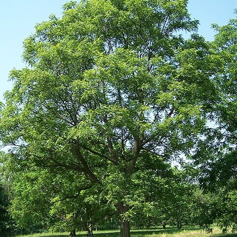 Juglans unspecified picture