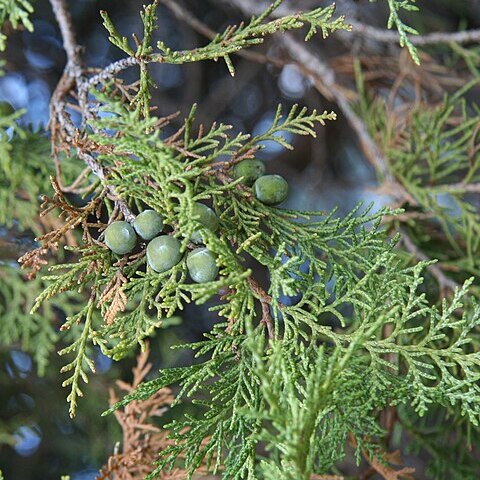 Juniperus polycarpos unspecified picture