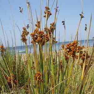 Juncus unspecified picture