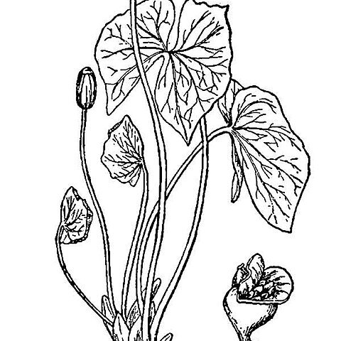 Jeffersonia unspecified picture