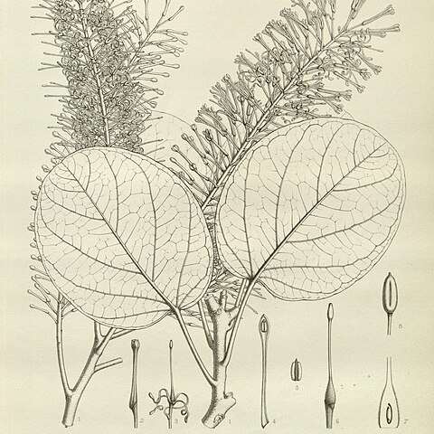 Kermadecia unspecified picture