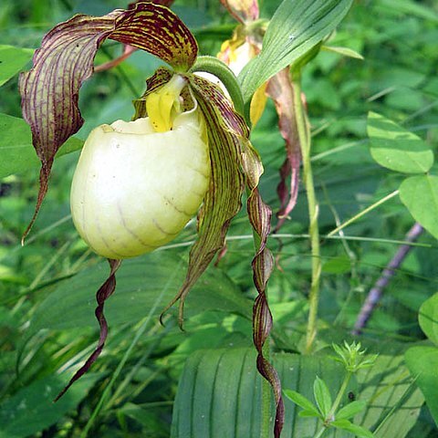Cypripedium kentuckiense unspecified picture