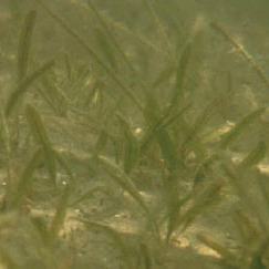 Halophila unspecified picture