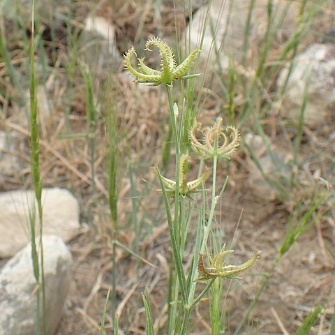 Koelpinia unspecified picture