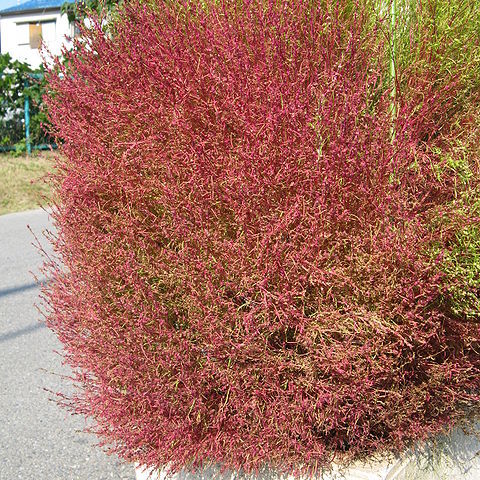 Kochia unspecified picture