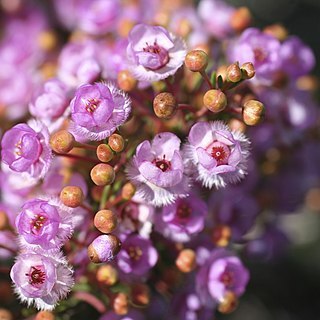 Verticordia picta unspecified picture