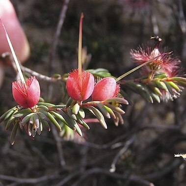 Verticordia humilis unspecified picture