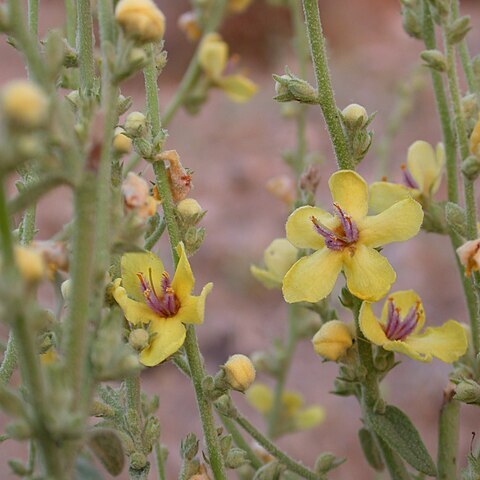 Verbascum gaillardotii unspecified picture