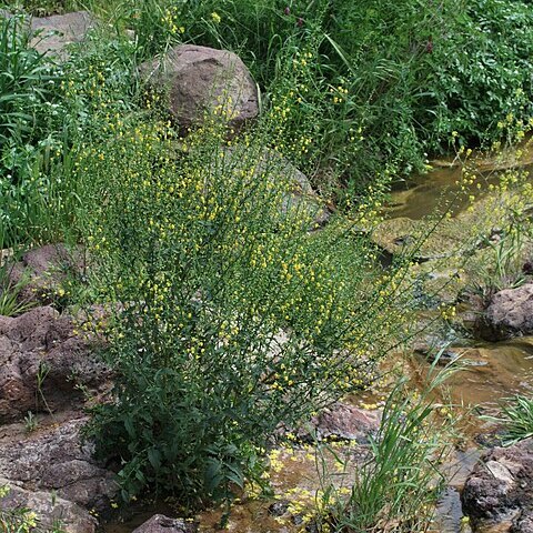 Verbascum agrimoniifolium unspecified picture