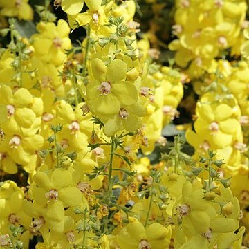 Verbascum dumulosum unspecified picture