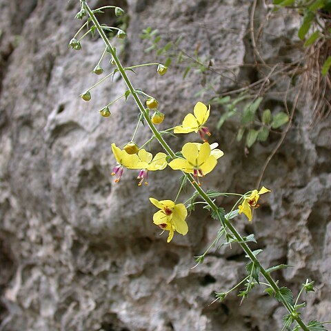 Verbascum levanticum unspecified picture