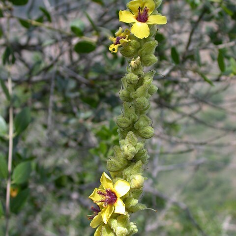 Verbascum caesareum unspecified picture