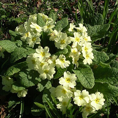Primulaceae unspecified picture