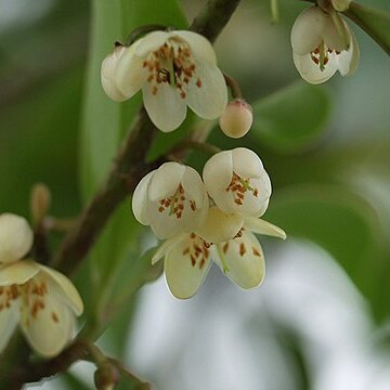 Cleyera japonica unspecified picture