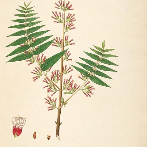 Woodfordia unspecified picture
